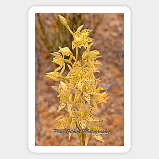 Freckled Sun Orchid - Thelymitra sargentii - Western Australia Sticker